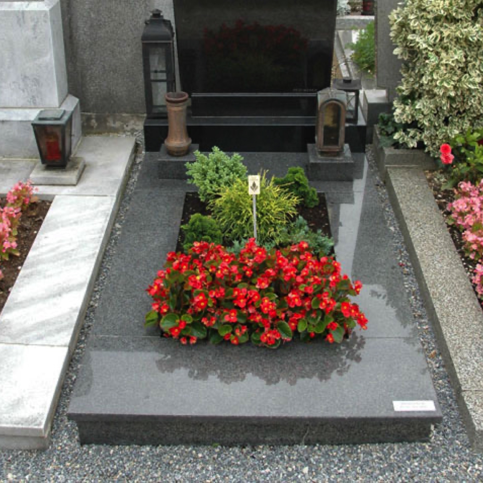 Dauerbepflanzung, Pelargonien Friedhofsgärtnerei Provasnek Graz
