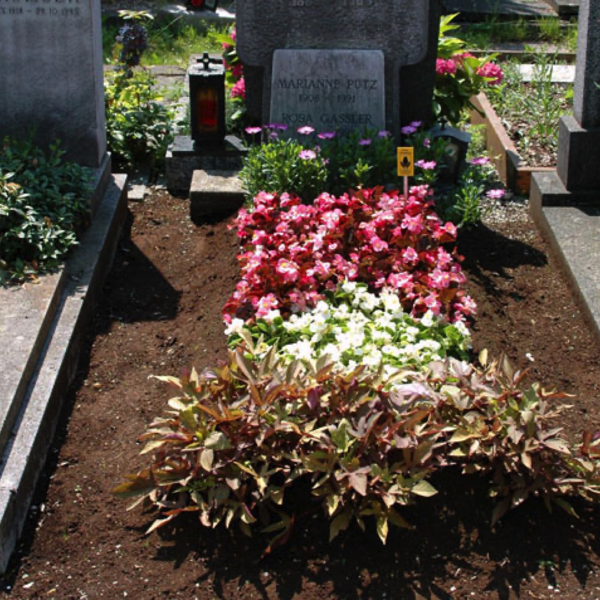Kartoffelblume, Pelargonien, Margerithen Friedhofsgärtnerei Provasnek Graz