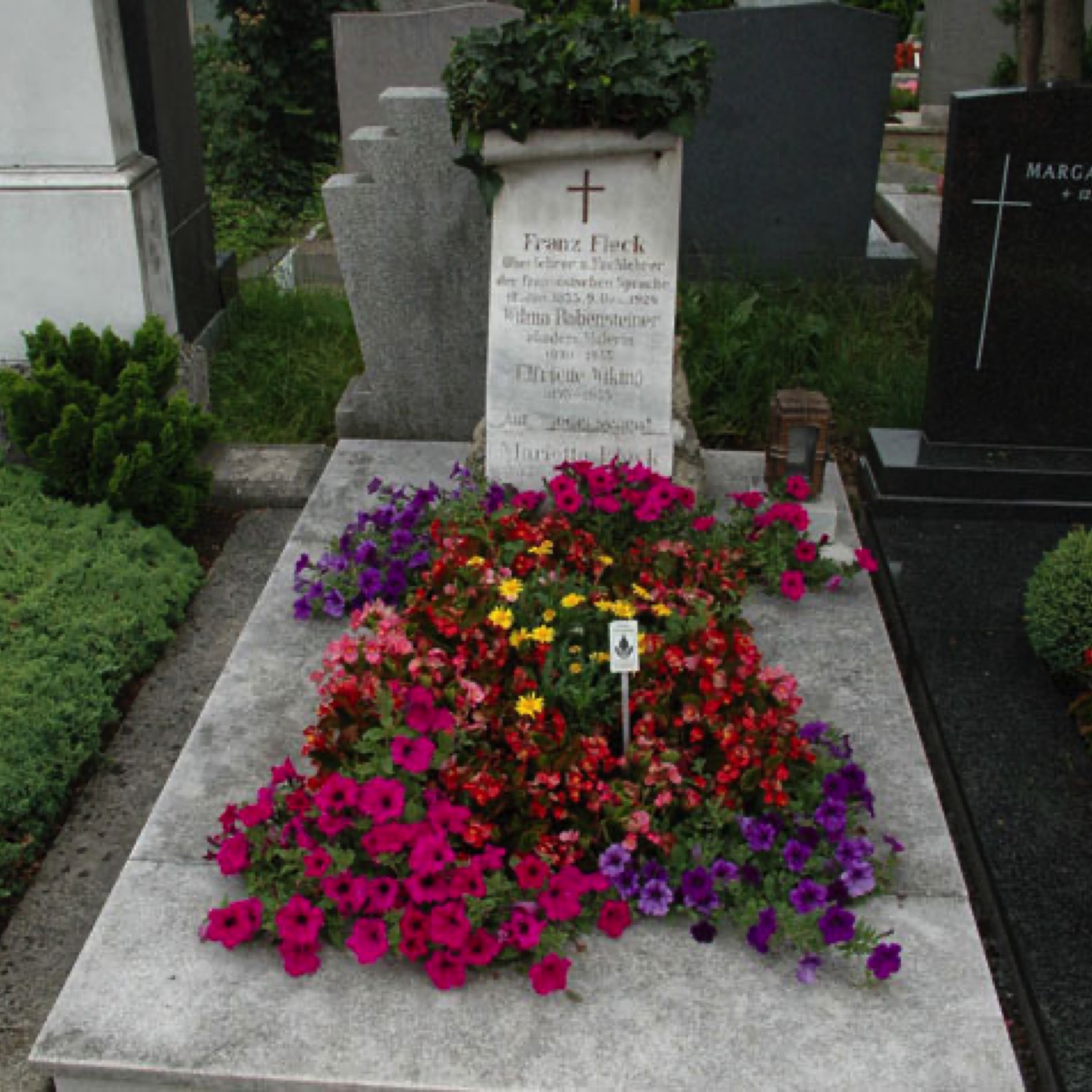 Begonien, Sulfininien Friedhofsgärtnerei Provasnek Graz